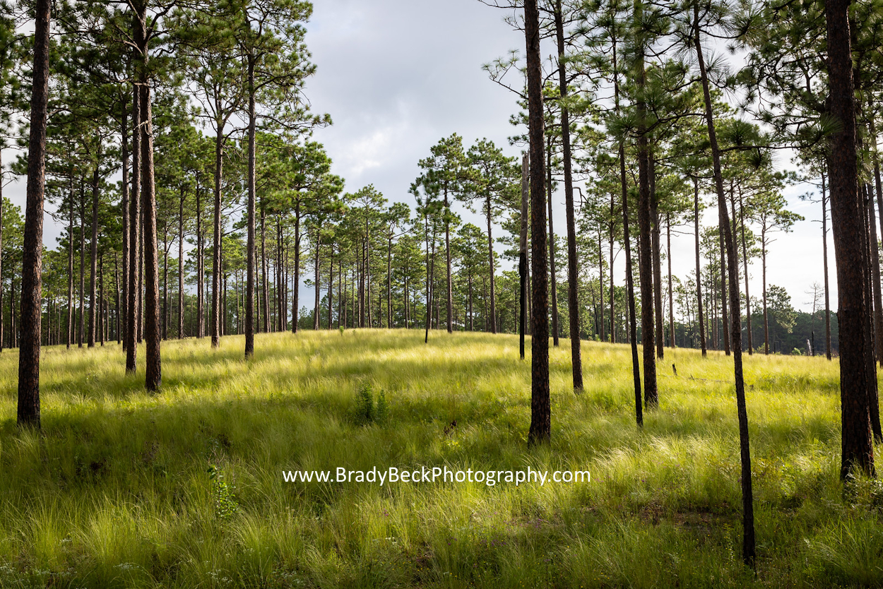 Photo of a longleaf pine forest in Moore County, NC by BradyBeckPhotography.com.